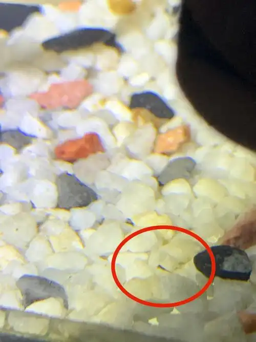 可怜的斑马鱼宝宝