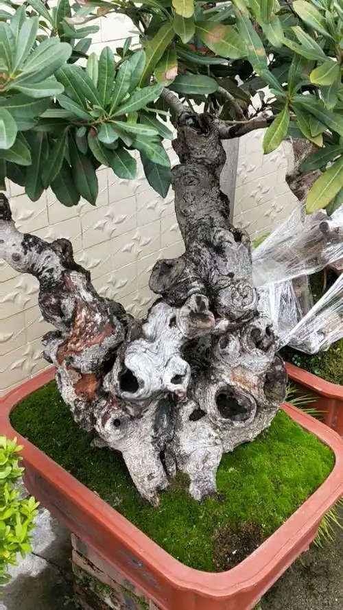 杨梅树种的漂亮吗