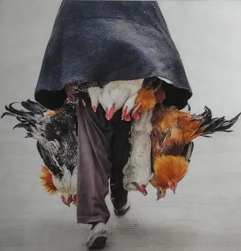 第25届全国摄影艺术作品展(随拍)