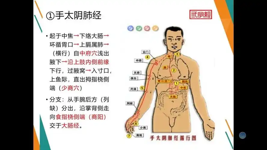 手太阴肺经循行路线