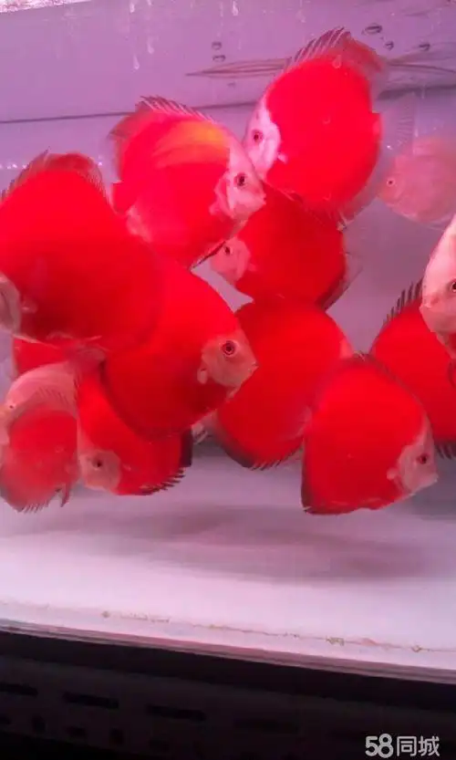 七彩神仙红金松石