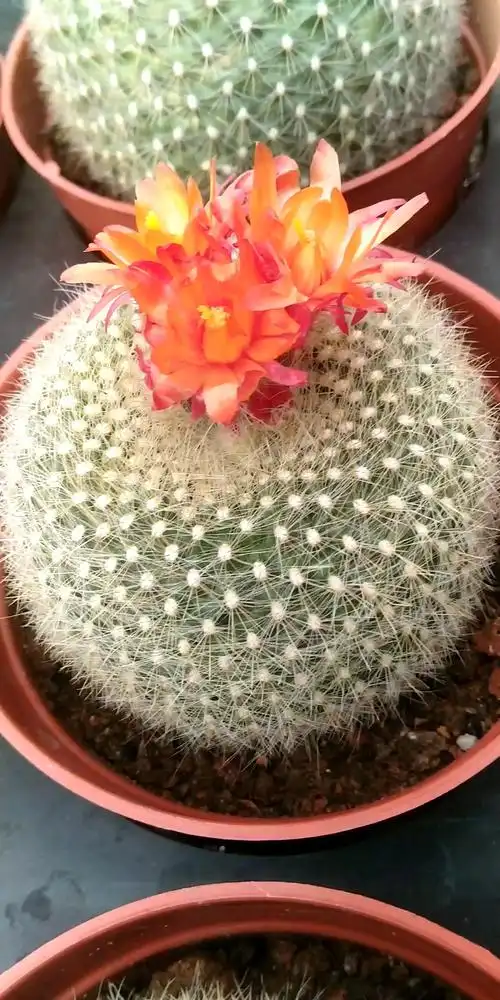 带你认识仙人球,白雪光开花的样子