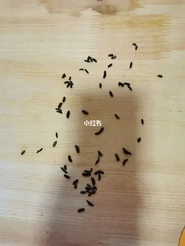 这是老鼠屎还是蟑螂屎啊,还有这个洞,是老鼠咬的吗?