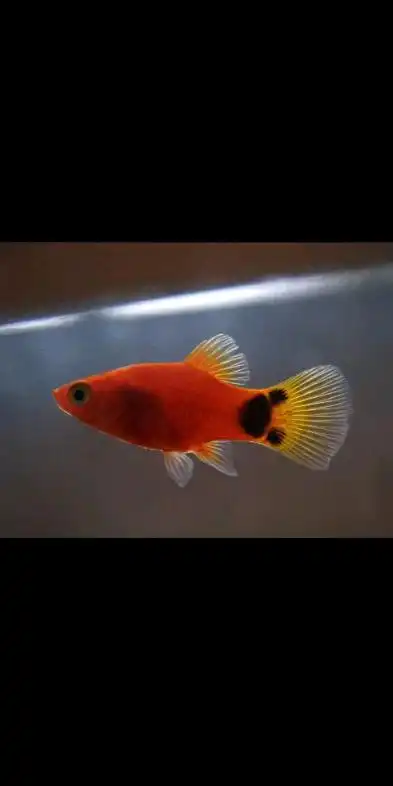 米奇鱼繁殖数据更新百度百科原文说母鱼2