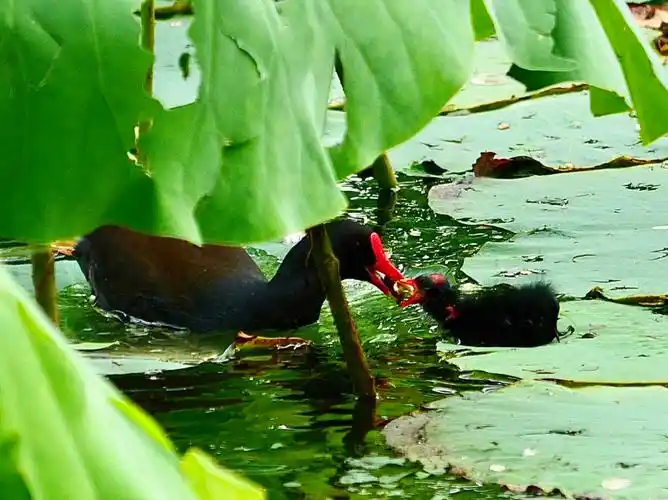 龙潭西湖公园也有黑水鸡宝宝啦