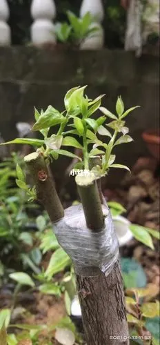 嫁接蓝莓雨后初芽