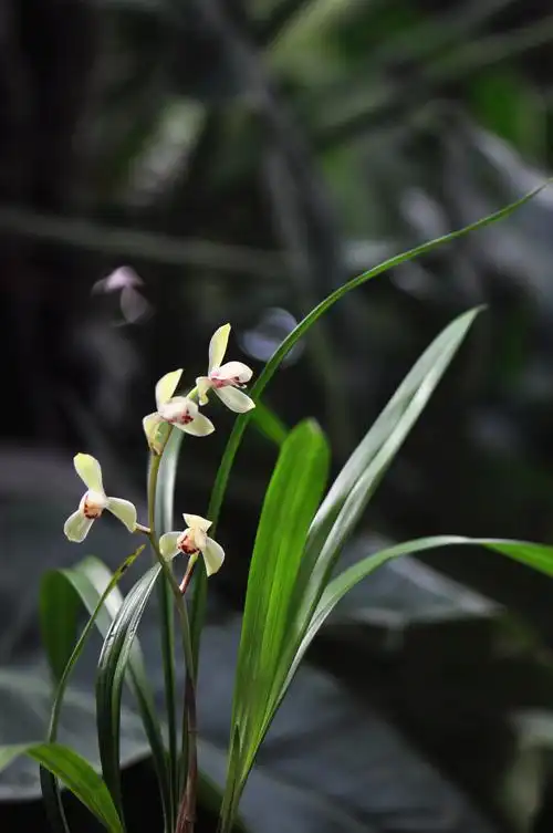 2014建兰花季--回忆这些年因兰结交的朋友们!