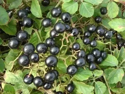 有一种蓝黑色的浆果伏在脚边,这种浆果的学名是乌蔹莓