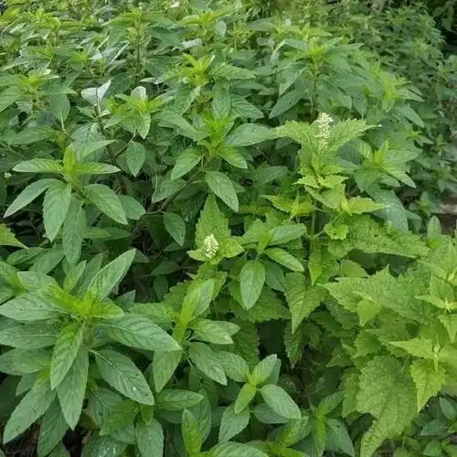 霍香苗盆栽食用川四藿香阳台苗鱼香菜川苗土薄荷苗紫秋颖提示买前必看