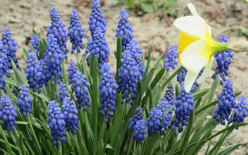 葡萄风信子,蓝色花,春天 iphone桌布