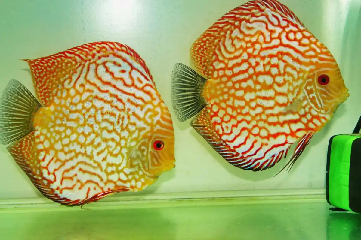 发一组七彩神仙鱼图片 - 抖音