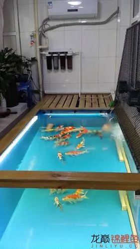 浅谈锦鲤鱼缸沉淀仓