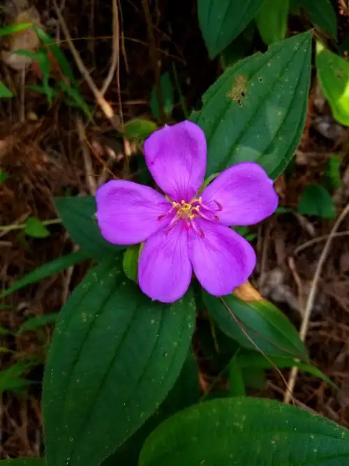 山间野花-野牡丹【手机原创】