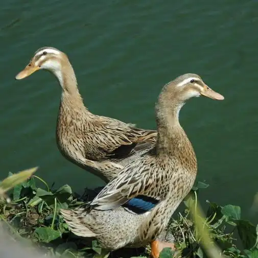 自家养殖厂大量供应麻鸭无公害养殖