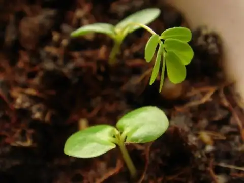 买的含羞草种子自己种的,可是越长越不像,有没有认识的,这是不是含羞