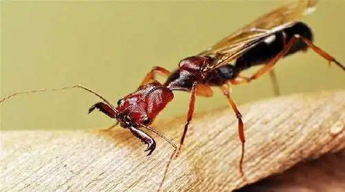 世界上咬人最疼的昆虫子弹蚁