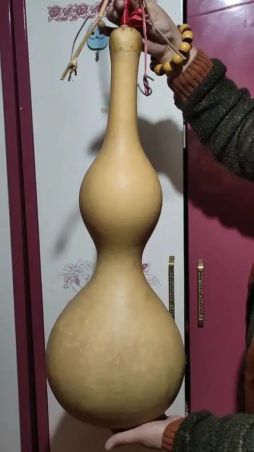 净高65公分大亚腰葫芦,长相周正,皮质未处理好有班点,当摆件还是不