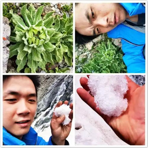 雪莲花新疆野生天山雪莲根雪莲粉5500米泡酒养生滋补中药材包邮