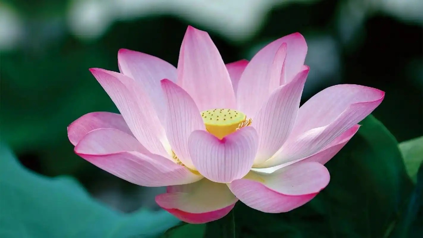 高清莲花壁纸|背景图|好运莲莲|朋友圈美学 98看到莲花 95想起