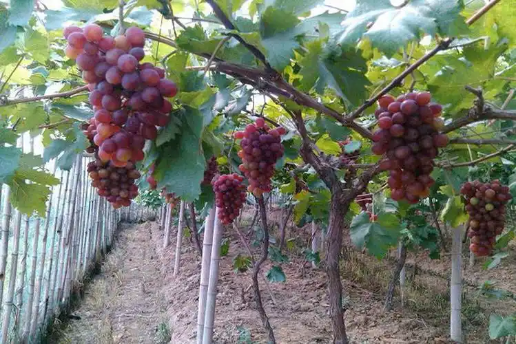 葡萄树采果后的管理做好这些工作明年产量有保障