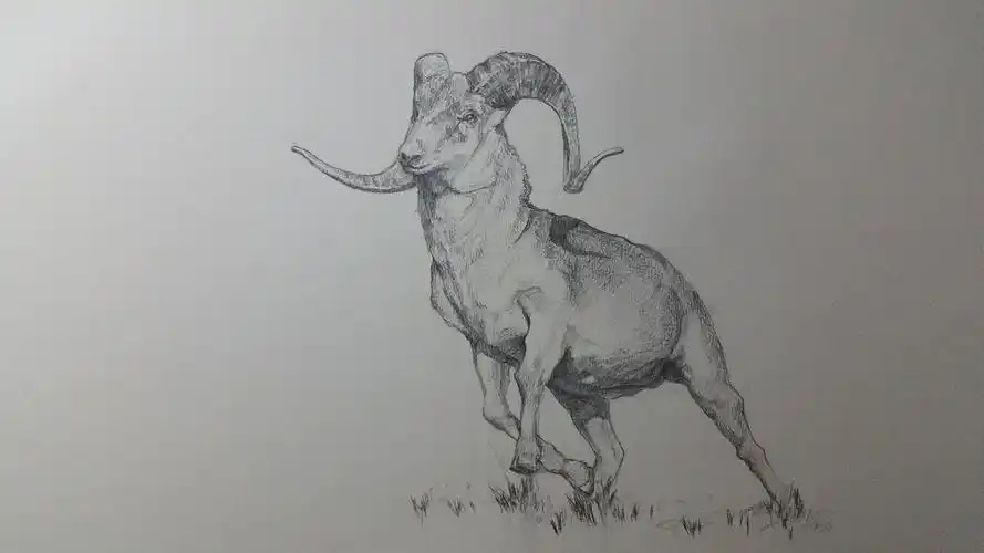 素描/照片画西安|插画师蟾蜍610506年前