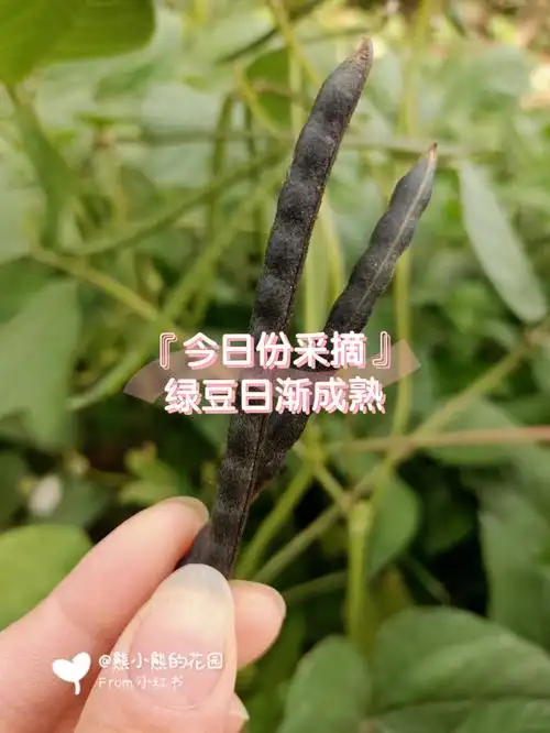 后院菜地发现了两个黑色的绿豆荚,摸着硬硬哒,原来绿豆成熟了豆荚是黑
