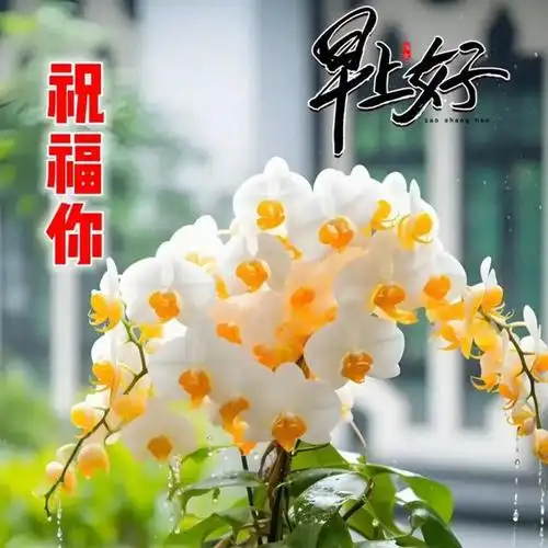 新版早晨好问候语图片最新清晨早上好问候祝福语动态表情图片