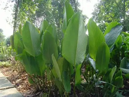 是竹芋科, a href="#" data-lemmaid="7350394">柊叶属 /a>多年生