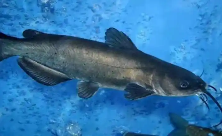 梭边鱼是什么鱼