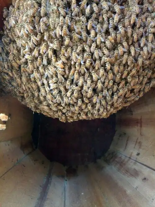 蜜蜂窝,牛,兔,狗,竹屋