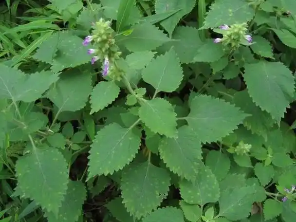 防风草药(防风草药的功效与作用及禁忌)