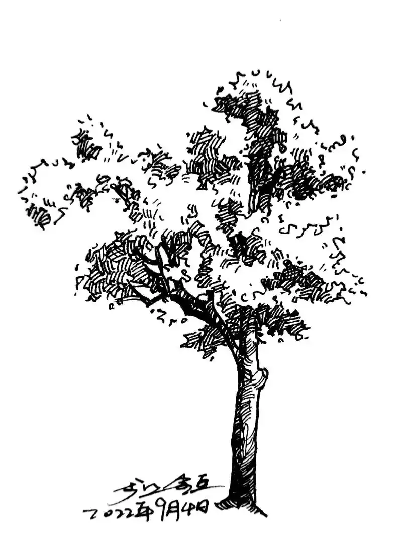 速写‖好多植物速写,画起来吧.#手绘 #钢笔速写 #风景速写 - 抖音