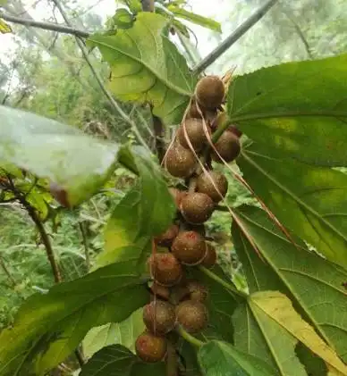 三指毛桃和五指毛桃的区别优质