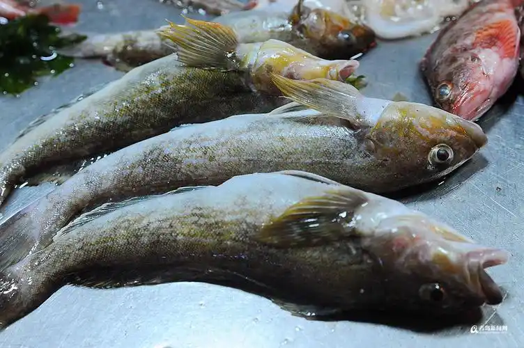 黄鱼,青岛人最钟爱的野生海鱼之一冬日青岛的农贸市场上,各种海货品种