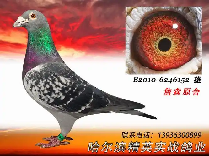 詹森原舍麦克斯.019