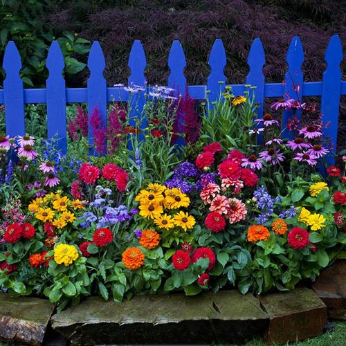 多年生野花组合种子四季播种开花草花花卉籽易活波斯菊百日草花海