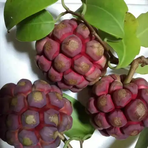 藤本植物黑老虎又叫做布福娜种苗优质1至3年黑老虎水果苗