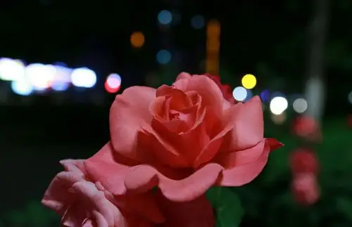 夜幕中,一簇簇月季花悄悄绽放,与白天相比,夜晚的月季更显得娇艳欲滴