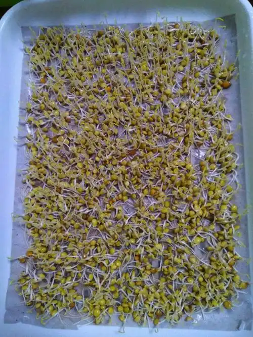 开始学做小扁豆芽