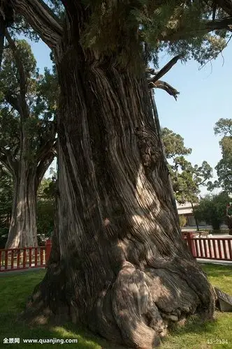 中国十大千年古树:.