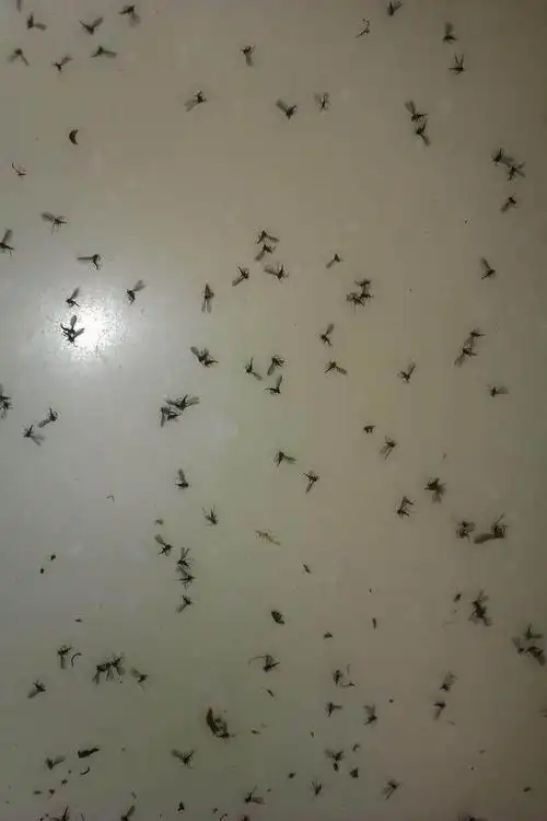 养花虫子多?5个"笨方法",室内不喷药,小虫消灭光