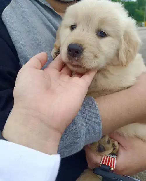 小金毛一个半月