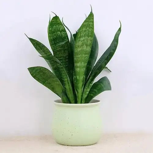 短叶虎尾兰图片大全短叶虎尾兰高清大图