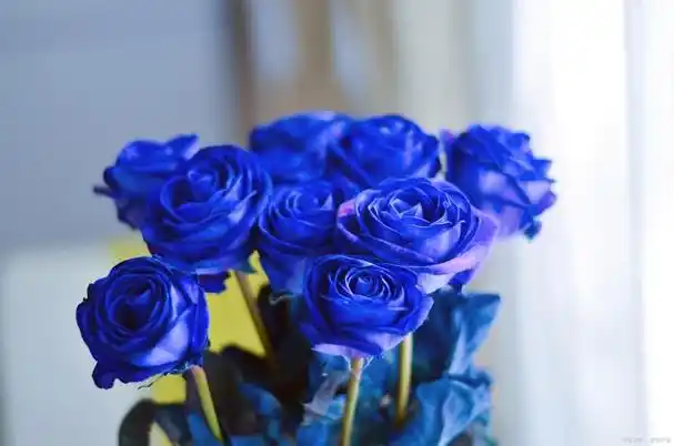 的花海中为他挑选一份惊喜|白玫瑰|向日葵|红玫瑰|蓝色妖姬_网易订阅