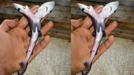 男子钓到一条"双头鲨",实属罕见,背后的原因令人深思