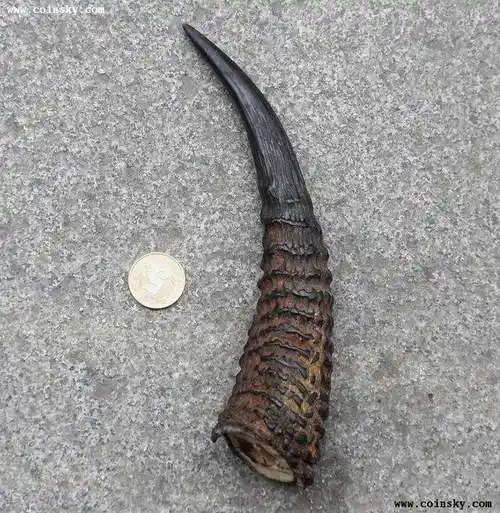 [预订] 934老的野山羊角一个