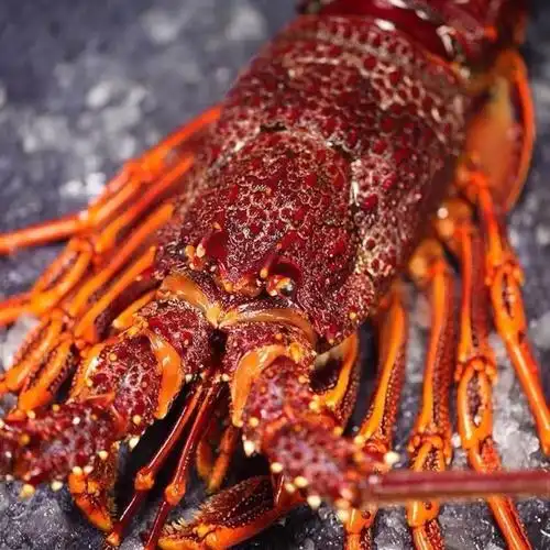 鲜活_大澳龙鲜活冷冻澳洲大龙虾特大速冻龙虾超大海鲜水产3-7斤一只装