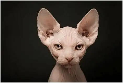 从魔戒中走出来的斯芬克斯无毛猫