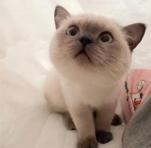 猫猫头像insbrownsugarddang