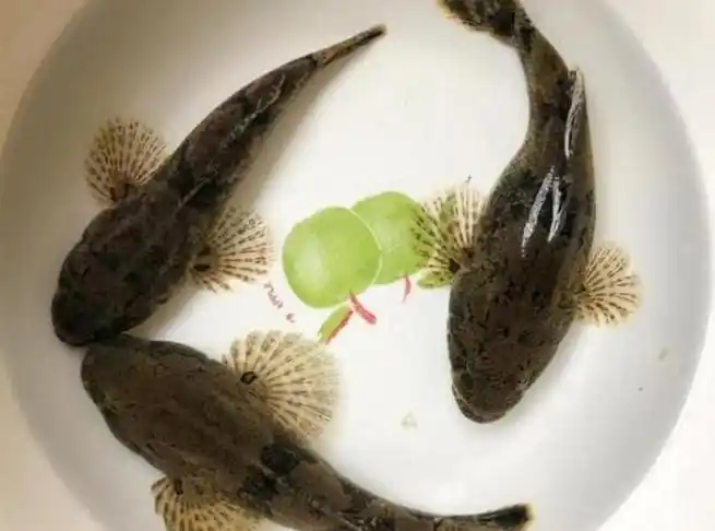 沙塘鳢一斤60元,养殖一亩成本却8000多元,亩利润怎么样